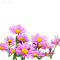Пиретрумы - Dolinasad.by