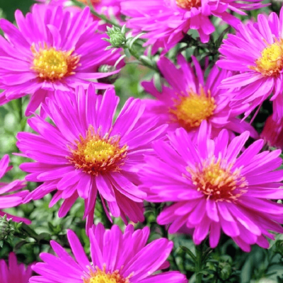 Астра кустарниковая Рональд фото