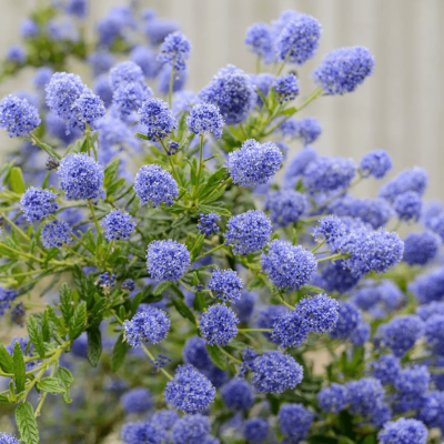 Цеанотус конха фото