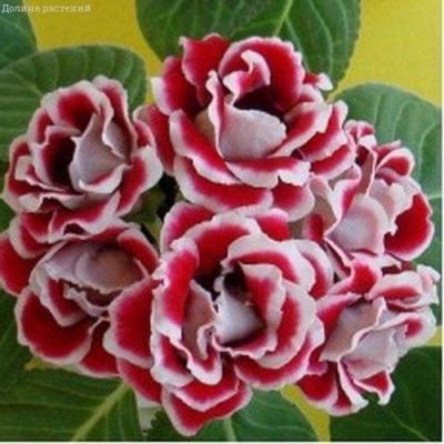 Глоксиния Брокада красная F1 гранул. Глоксиния Брокада красная F1 гранул. фото