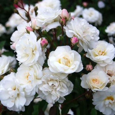 Роза Шневеетхен Роза Шневеетхен фото