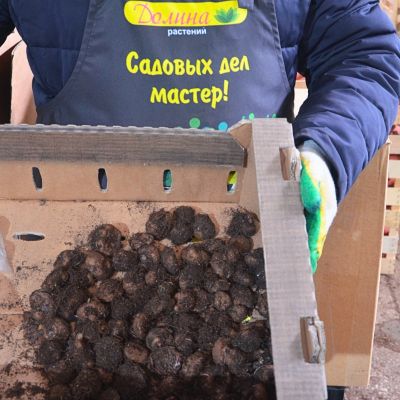 Бегония Фимбриата Пинк Бегония Фимбриата Пинк фото