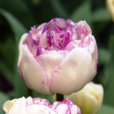 Тюльпан Нормандия за рубль фото