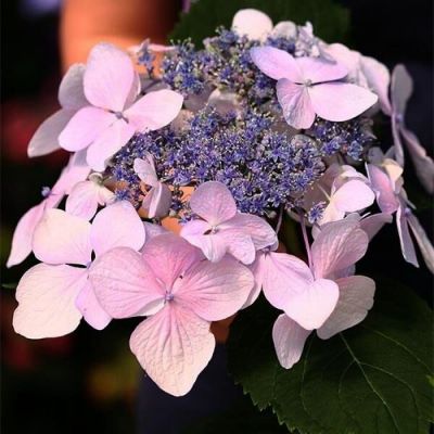 Гортензия пильчатая Блю Клоудс, С3 - Dolina-Sad.Ru