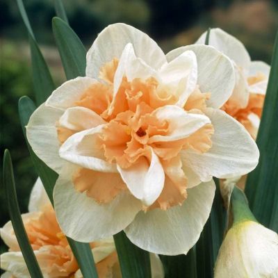 Нарцисс Дельнашо Нарцисс Дельнашо фото