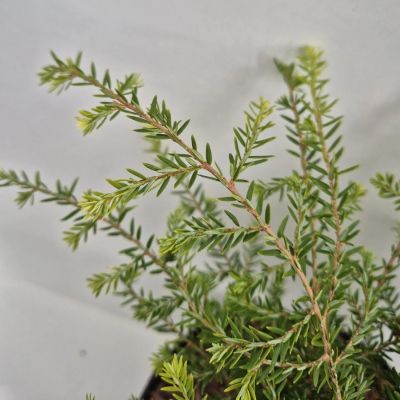 Тсуга канадская Литл Ниндзя - Dolina-Sad.Ru