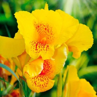 Канна Йеллоу Кинг Хамберт - Dolina-Sad.Ru