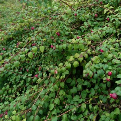 Снежноягодник Хэнкок фото