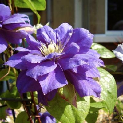 Клематис Бьюти оф Ворчестер Клематис Бьюти оф Ворчестер - Dolina-Sad.Ru