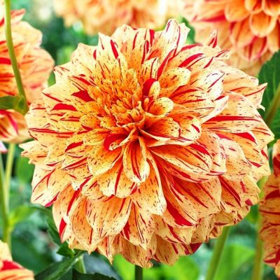 Георгина Пэйнтед Мадам Георгина Пэйнтед Мадам фото