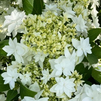 Гортензия крупнолистная Финия - Dolina-Sad.Ru