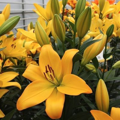 Лилия Кингсвиль Лилия Кингсвиль - Dolina-Sad.Ru