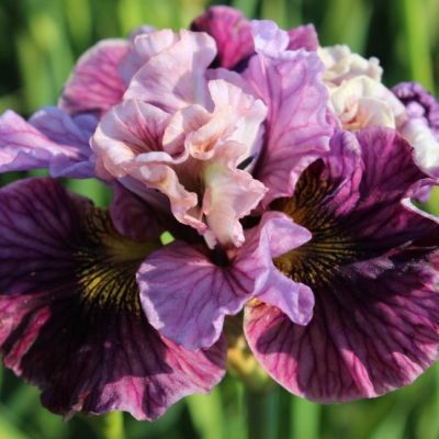 Ирис Мэд Хэт Ирис Мэд Хэт - Dolina-Sad.Ru