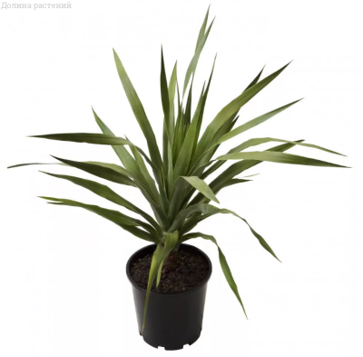 Драцена Драконово Дерево Драцена Драконово Дерево фото