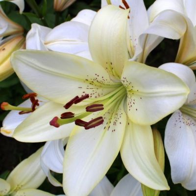 Лилия Родолфа Лилия Родолфа фото