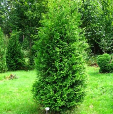 Туя западная Брабант, С2 Туя западная Брабант, С2 - Dolina-Sad.Ru