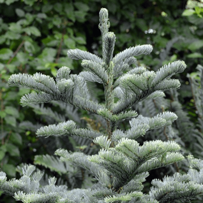 Пихта благородная Пихта благородная фото