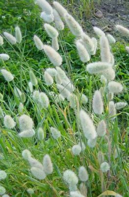 Декоративные злаки Зайцехвост Декоративные злаки Зайцехвост фото