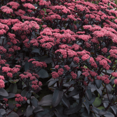 Седум Перпл Эмперор фото