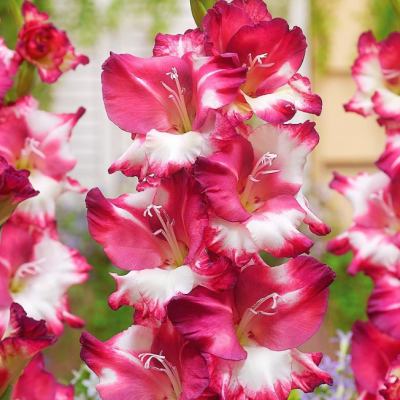 Гладиолус Кам Лауд Гладиолус Кам Лауд фото