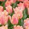 Тюльпан Пассио Свит Тюльпан Пассио Свит - Dolina-Sad.Ru