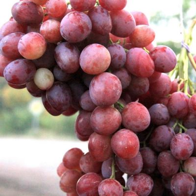 Виноград Анюта Виноград Анюта - Dolina-Sad.Ru