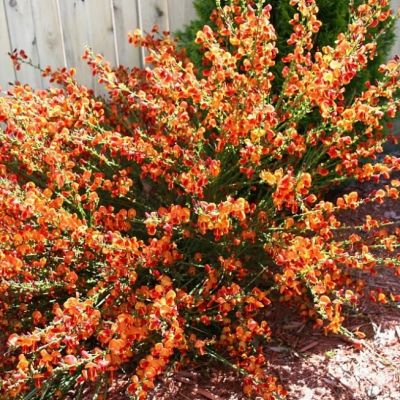 Ракитник Лена Ракитник Лена фото