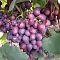 Виноград Памяти Учителя Виноград Памяти Учителя - Dolina-Sad.Ru