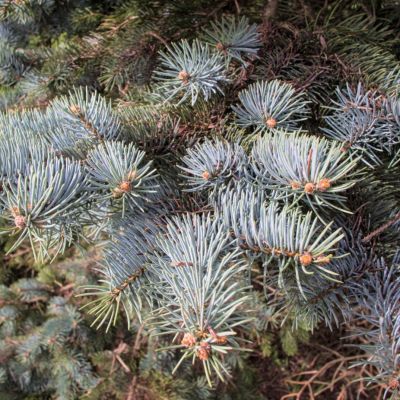 Сосна глаука Перфекта Сосна глаука Перфекта - Dolina-Sad.Ru