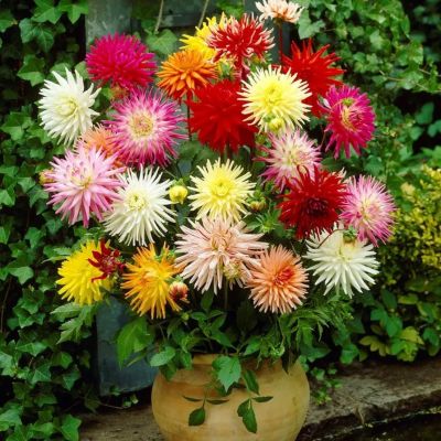 Микс Кактусовых Георгин Микс Кактусовых Георгин - Dolina-Sad.Ru