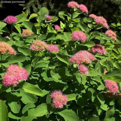 Спирея густоцветковая, С2 - Dolina-Sad.Ru