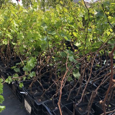 Виноград Восторг мускатный фото