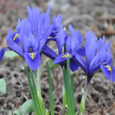 Ирис Кантаб Ирис Кантаб фото