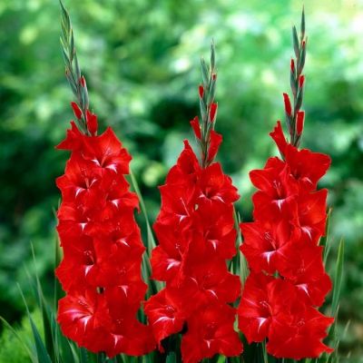 Гладиолус Трейдерхорн Гладиолус Трейдерхорн - Dolina-Sad.Ru