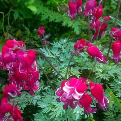 Дицентра Свит Хартс Дицентра Свит Хартс - Dolina-Sad.Ru