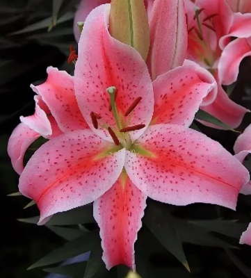 Лилия Рапид Романс Лилия Рапид Романс фото