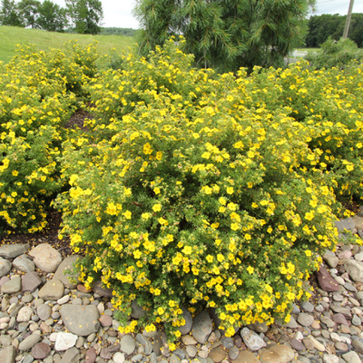 Лапчатка кустарниковая ГолдФингер Лапчатка кустарниковая ГолдФингер фото