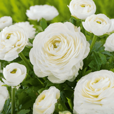 Ранункулюс Вайт фото