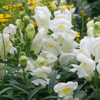 Львиный зев Белый букет фото