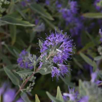 Кариоптерис кландонский Ферндаун Кариоптерис кландонский Ферндаун - Dolina-Sad.Ru