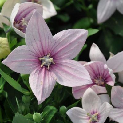 Платикодон Перлмуттер Шале фото