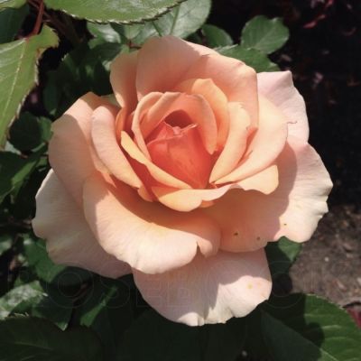 Роза Таити - Dolina-Sad.Ru