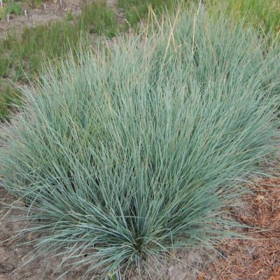 Овсец вечнозеленый , P9 Овсец вечнозеленый , P9 фото