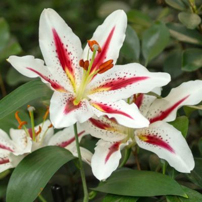 Лилия Биг Смайл - Dolina-Sad.Ru