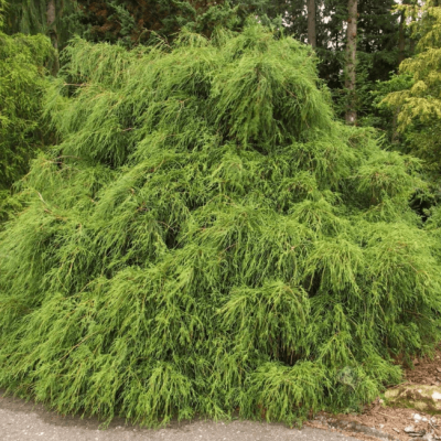 Кипарисовик горохоплодный Филифера Грацилис фото