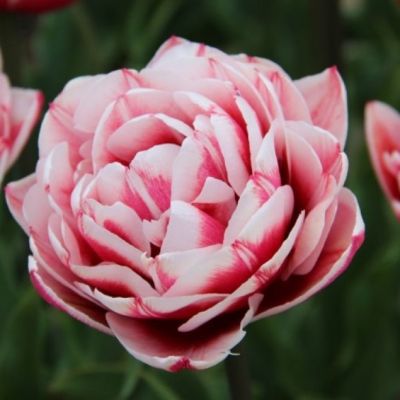 Тюльпан Гербранд Кифт Тюльпан Гербранд Кифт фото