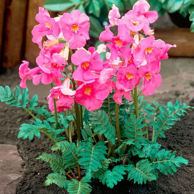 Гипсофила Инкарвиллея Делавея Гипсофила Инкарвиллея Делавея фото