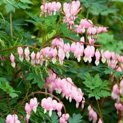 Дицентра Купид Дицентра Купид - Dolina-Sad.Ru