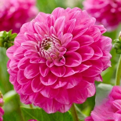 Георгина Мева - Dolina-Sad.Ru