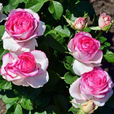 Роза Дольче Вита Роза Дольче Вита - Dolina-Sad.Ru